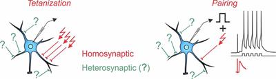 Synaptic Plasticity in Cortical Inhibitory Neurons: What Mechanisms May Help to Balance Synaptic Weight Changes?